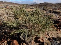 Adenocarpus viscosus 5, Saxifraga-Ed Stikvoort