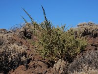 Adenocarpus viscosus 7, Saxifraga-Ed Stikvoort