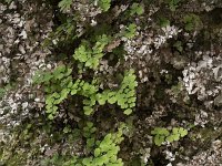 Adiantum capillus-veneris 23, Echt venushaar, Saxifraga-Willem van Kruijsbergen