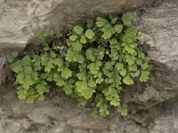 Adiantum capillus-veneris 24, Echt venushaar, Saxifraga-Willem van Kruijsbergen