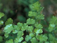 Adiantum capillus-veneris 25, Echt venushaar, Saxifraga-Jan van der Straaten