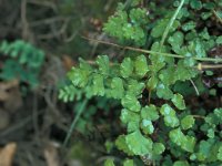 Adiantum capillus-veneris 26, Echt venushaar, Saxifraga-Jan van der Straaten