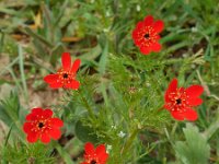 Adonis flammea 2, Kooltje-vuur, Saxifraga-Ed Stikvoort