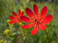 Adonis flammea 3, Kooltje-vuur, Saxifraga-Ed Stikvoort