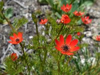 Adonis flammea 4, Kooltje-vuur, Saxifraga-Ed Stikvoort