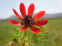 Adonis flammea 5, Kooltje-vuur, Saxifraga-Ed Stikvoort