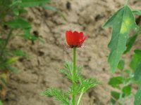 Adonis flammea 9, Kooltje-vuur, Saxifraga-Rutger Barendse