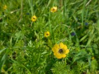 Adonis microcarpa 3, Saxifraga-Ed Stikvoort