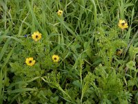 Adonis microcarpa 4, Saxifraga-Ed Stikvoort