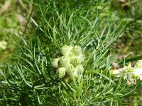 Adonis vernalis 31, Voorjaarsadonis, Saxifraga-Rutger Barendse