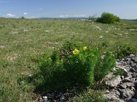 Adonis vernalis 1, Voorjaarsadonis, Saxifraga-Dirk Hilbers