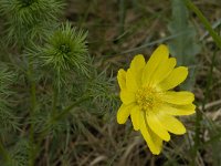 Adonis vernalis 10, Voorjaarsadonis, Saxifraga-Jan van der Straaten