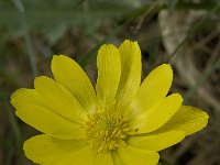 Adonis vernalis 11, Voorjaarsadonis, Saxifraga-Jan van der Straaten