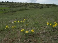 Adonis vernalis 12, Voorjaarsadonis, Saxifraga-Willem van Kruijsbergen