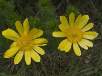 Adonis vernalis 13, Voorjaarsadonis, Saxifraga-Willem van Kruijsbergen