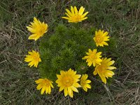 Adonis vernalis 14, Voorjaarsadonis, Saxifraga-Willem van Kruijsbergen