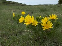 Adonis vernalis 15, Voorjaarsadonis, Saxifraga-Willem van Kruijsbergen