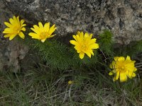 Adonis vernalis 16, Voorjaarsadonis, Saxifraga-Willem van Kruijsbergen