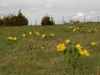 Adonis vernalis 17, Voorjaarsadonis, Saxifraga-Annemiek Bouwman