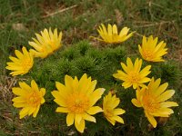 Adonis vernalis 18, Voorjaarsadonis, Saxifraga-Annemiek Bouwman