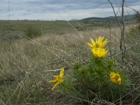 Adonis vernalis 19, Voorjaarsadonis, Saxifraga-Willem van Kruijsbergen