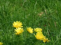 Adonis vernalis 2, Voorjaarsadonis, Saxifraga-Dirk Hilbers