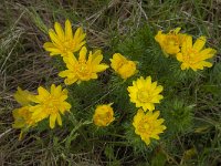 Adonis vernalis 20, Voorjaarsadonis, Saxifraga-Willem van Kruijsbergen