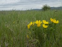 Adonis vernalis 21, Voorjaarsadonis, Saxifraga-Willem van Kruijsbergen