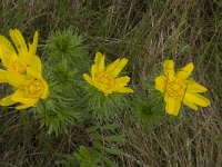 Adonis vernalis 22, Voorjaarsadonis, Saxifraga-Willem van Kruijsbergen