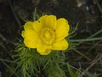 Adonis vernalis 23, Voorjaarsadonis, Saxifraga-Willem van Kruijsbergen