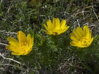 Adonis vernalis 24, Voorjaarsadonis, Saxifraga-Willem van Kruijsbergen