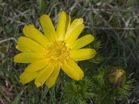 Adonis vernalis 25, Voorjaarsadonis, Saxifraga-Willem van Kruijsbergen