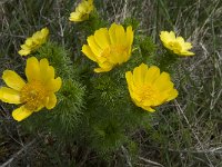 Adonis vernalis 29, Voorjaarsadonis, Saxifraga-Willem van Kruijsbergen