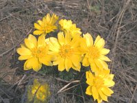 Adonis vernalis 3, Voorjaarsadonis, Saxifraga-Atanas Grozdanov