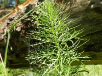 Adonis vernalis 30, Voorjaarsadonis, Saxifraga-Rutger Barendse