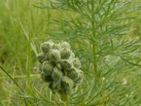 Adonis vernalis 35, Voorjaarsadonis, Saxifraga-Ed Stikvoort