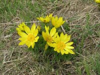 Adonis vernalis 4, Voorjaarsadonis, Saxifraga-Jan Willem Jongepier