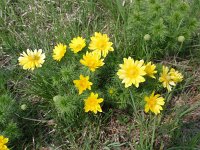 Adonis vernalis 5, Voorjaarsadonis, Saxifraga-Jan Willem Jongepier