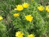 Adonis vernalis 6, Voorjaarsadonis, Saxifraga-Jan Willem Jongepier