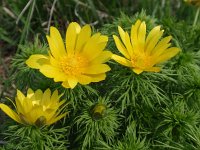 Adonis vernalis 7, Voorjaarsadonis, Saxifraga-Jan Willem Jongepier