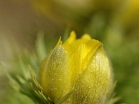 Adonis vernalis 8, Voorjaarsadonis, Saxifraga-Elisabeth Raboin