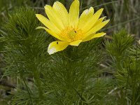 Adonis vernalis 9, Voorjaarsadonis, Saxifraga-Jan van der Straaten