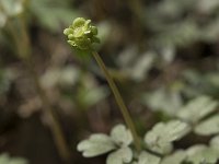 Adoxa moschatellina 62, Muskuskruid, Saxifraga-Willem van Kruijsbergen