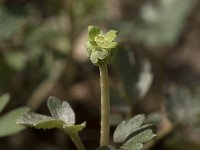 Adoxa moschatellina 63, Muskuskruid, Saxifraga-Willem van Kruijsbergen