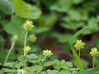 Adoxa moschatellina 65, Muskuskruid, Saxifraga-Mark Zekhuis