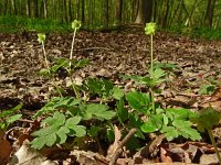 Adoxa moschatellina 69, Muskuskruid, Saxifraga-Hans Grotenhuis