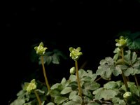 Adoxa moschatellina 1, Muskuskruid, Saxifraga-Jan van der Straaten