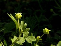 Adoxa moschatellina 10, Muskuskruid, Saxifraga-Jan van der Straaten