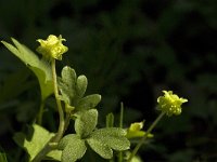 Adoxa moschatellina 11, Muskuskruid, Saxifraga-Jan van der Straaten