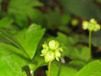 Adoxa moschatellina 12, Muskuskruid, Saxifraga-Jasenka Topic